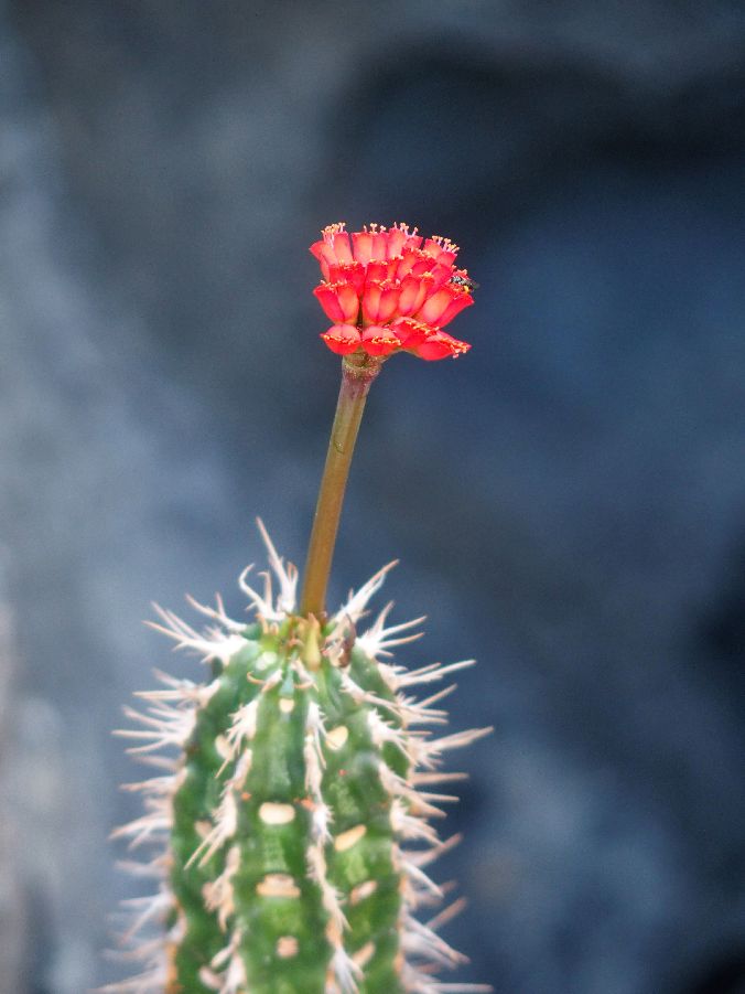 Dal Madagascar: Euphorbia viguieri